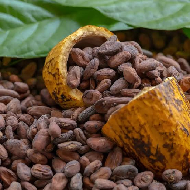 Premium-Quality Cocoa Beans for International Buyers