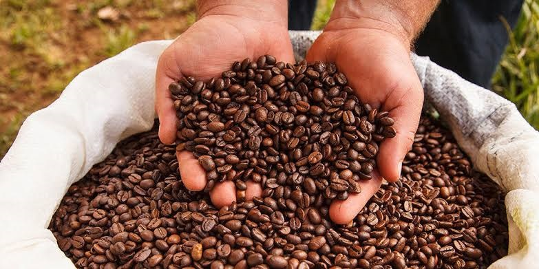 Premium Coffee Beans